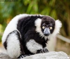 yapboz Siyah-beyaz Nomascus lemur
